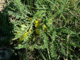 Astragalus henningii