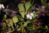 Arctostaphylos uva-ursi. Побег с соцветием. Окр. Мурманска, берег Кольского залива, склон сопки западной экспозиции, граница пояса берёзового криволесья. 12.06.2016.