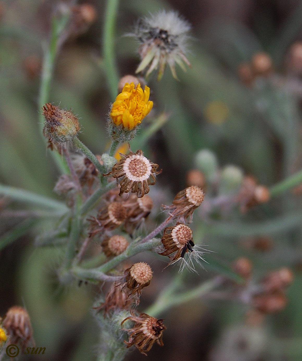 Изображение особи Pilosella echioides.