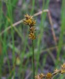 Carex colchica