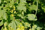 Bupleurum subspecies aureum