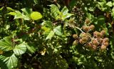 Rubus ulmifolius. Верхушка плодоносящего растения с незрелыми плодами. Испания, Андалусия, национальный парк Torcal de Antequera. Август.
