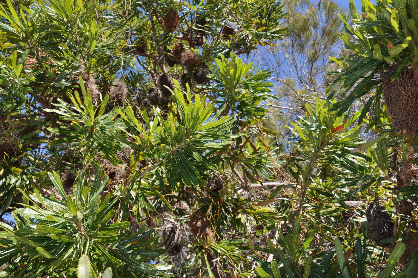 Image of Banksia serrata specimen.
