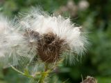 Cirsium vulgare