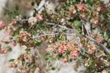 Atraphaxis pyrifolia. Плодоносящий побег. Узбекистан, Кашкадарьинская обл., Китабский р-н, перевал Тахтакарача, 1650 м н.у.м. 31 мая 2013 г.