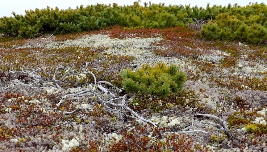 Изображение особи Pinus pumila.