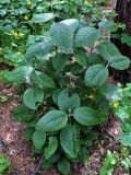 Viburnum lantana