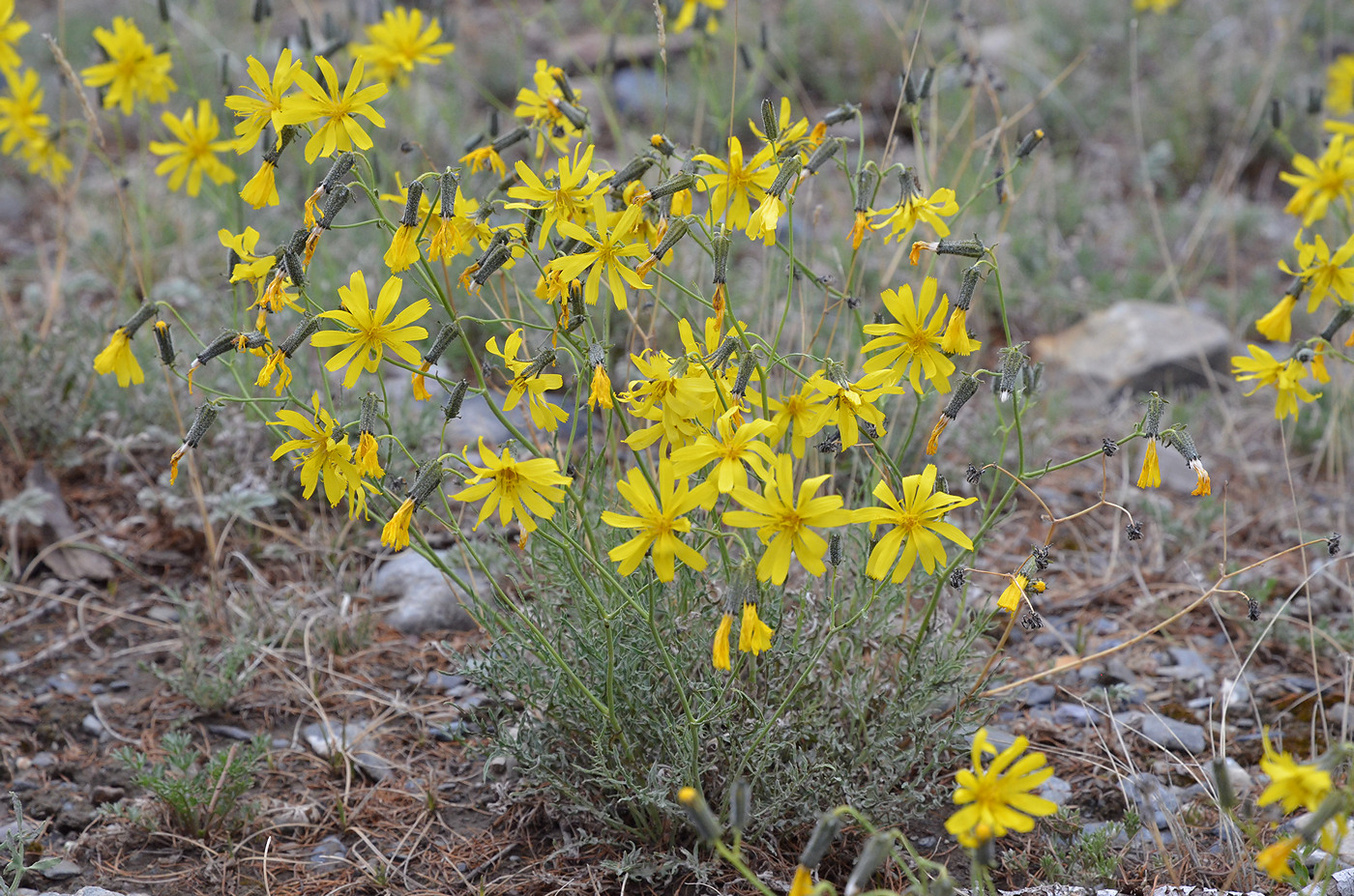 Изображение особи Youngia tenuifolia ssp. altaica.