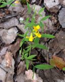 Lathyrus pratensis. Цветущее растение. Коми, Печора, Печорский лесокомбинат, осиновая роща. 26.07.2015.