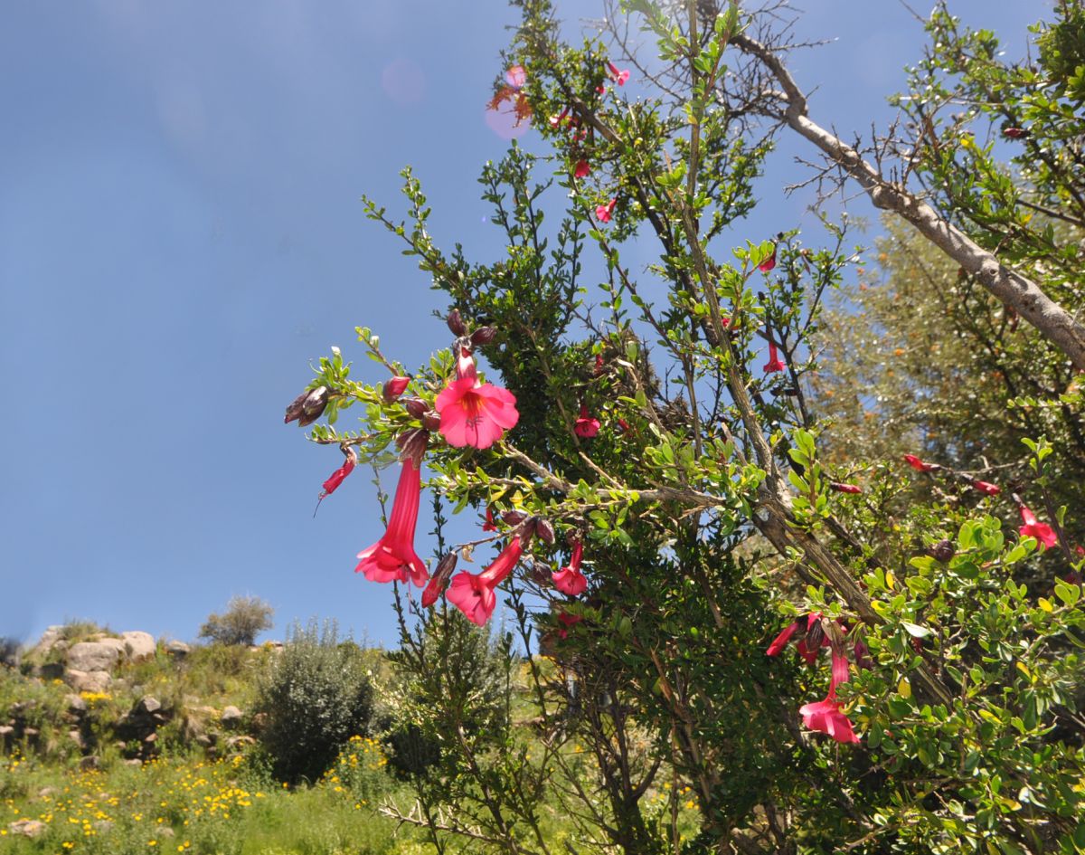 Изображение особи Cantua buxifolia.