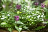 Lamium maculatum. Цветущее растение. Грузия, г. Тбилиси, Центральный ботанический сад АН Грузии, под пологом широколиственного леса. 15.05.2017.