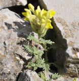 Scutellaria subspecies pinnatifida