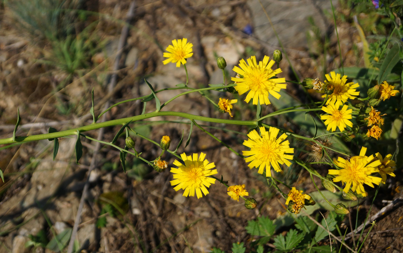 Изображение особи род Hieracium.