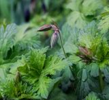 Geranium himalayense