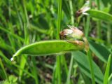 Vicia bithynica