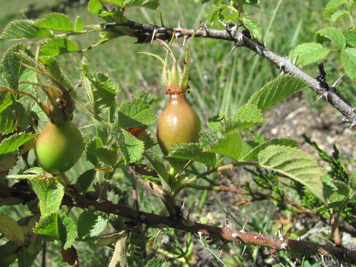 Image of Rosa pulverulenta specimen.