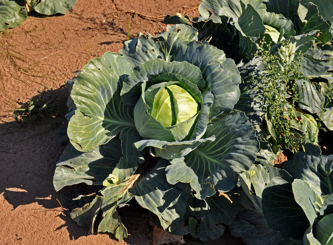 Изображение особи Brassica oleracea var. capitata.