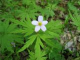 Anemone caerulea