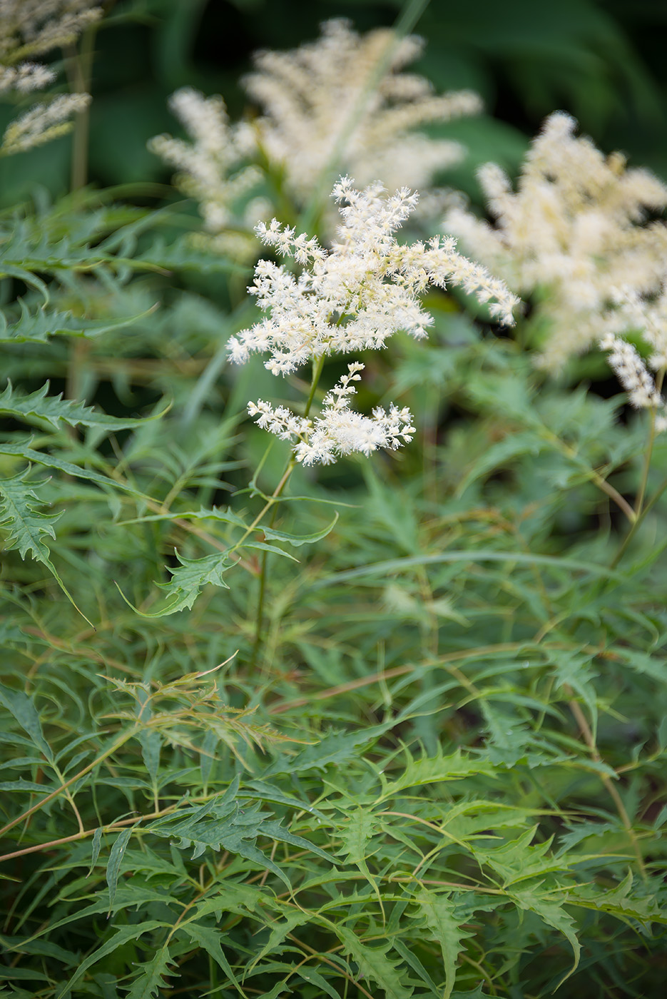 Image of Aruncus dioicus specimen.