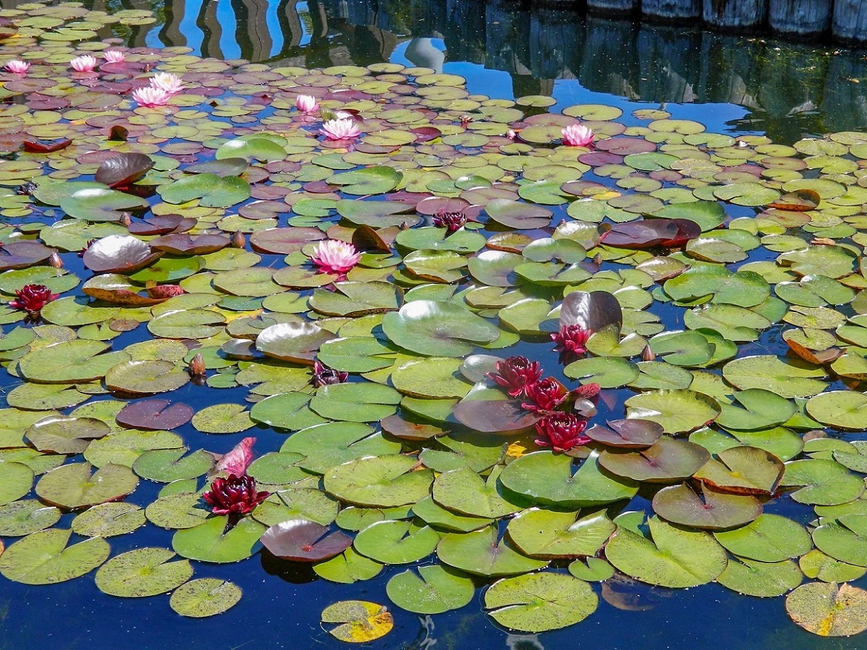 Image of Nymphaea &times; marliacea specimen.