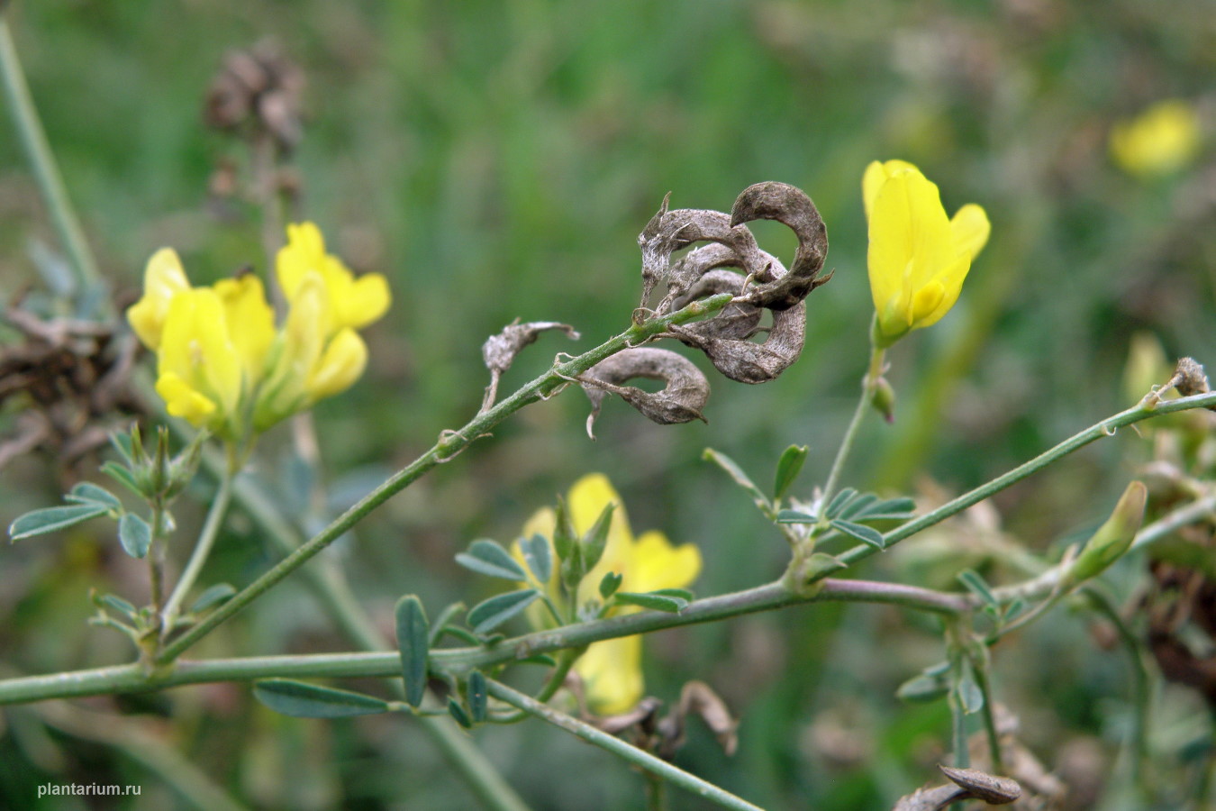 Изображение особи Medicago falcata.