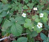 Fragaria moschata