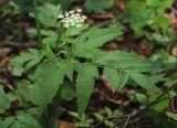 Angelica czernaevia