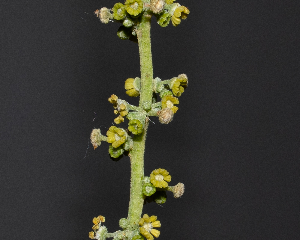Изображение особи Pappea capensis.