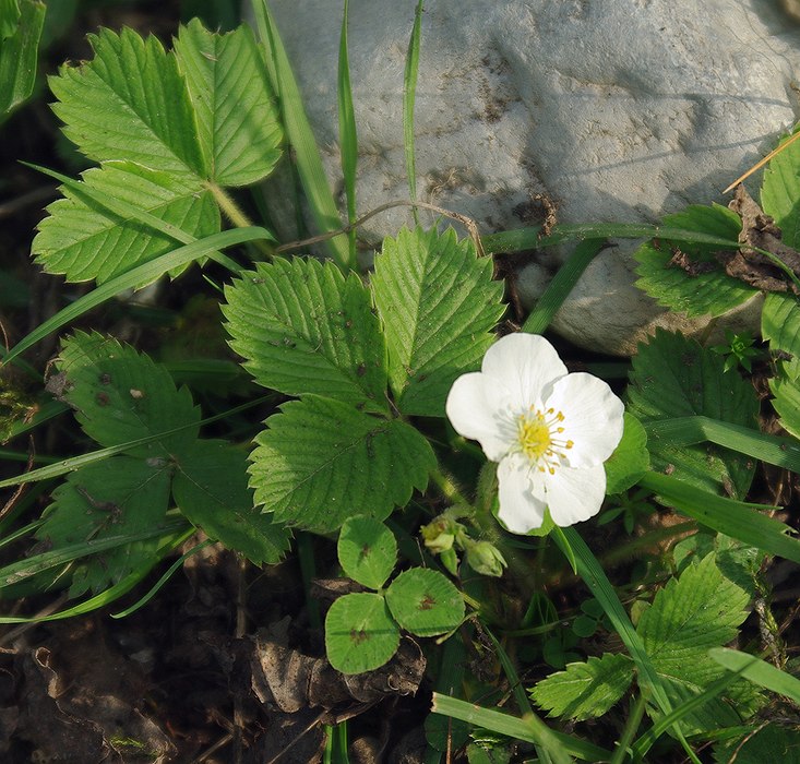 Изображение особи Fragaria viridis.