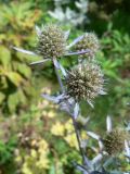 Eryngium planum. Соцветие. Хабаровск, приусадебный участок. 03.08.2016.