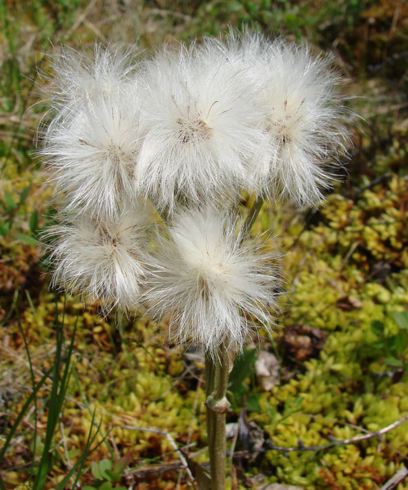 Изображение особи Petasites frigidus.