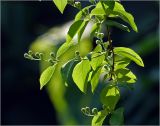 Philadelphus pubescens