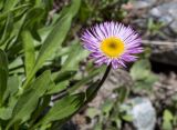 Erigeron venustus