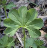 род Alchemilla