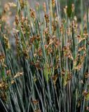 Juncus acutus