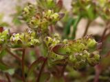 Valerianella turgida