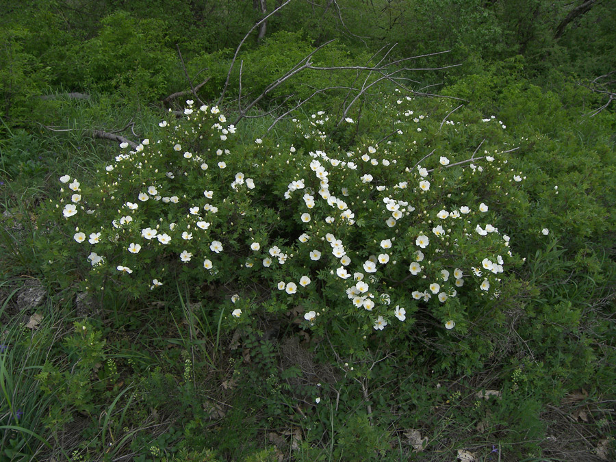 Изображение особи Rosa spinosissima.