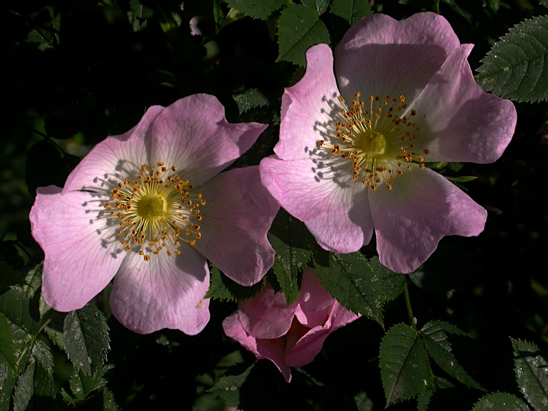 Изображение особи Rosa canina.