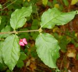 Euonymus verrucosus