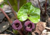 Asarum heterotropoides