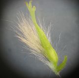Salix lanata. Женский цветок. Завязь голая, в основании её расположен нектарник. Цветочная чешуя с черной верхушкой и длинным густым опушением. 28.05.2009.