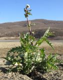 Sonchus asper. Отцветающее и плодоносящее растение на дне высохшего водоёма. Краснодарский край, Крымский р-н, Неберджаевское вдхр. 24.11.2013.