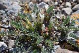 Astragalus rupifragus. Цветущее растение в петрофитной степи. Крым, Севастополь, Караньское плато. 12.04.2014.