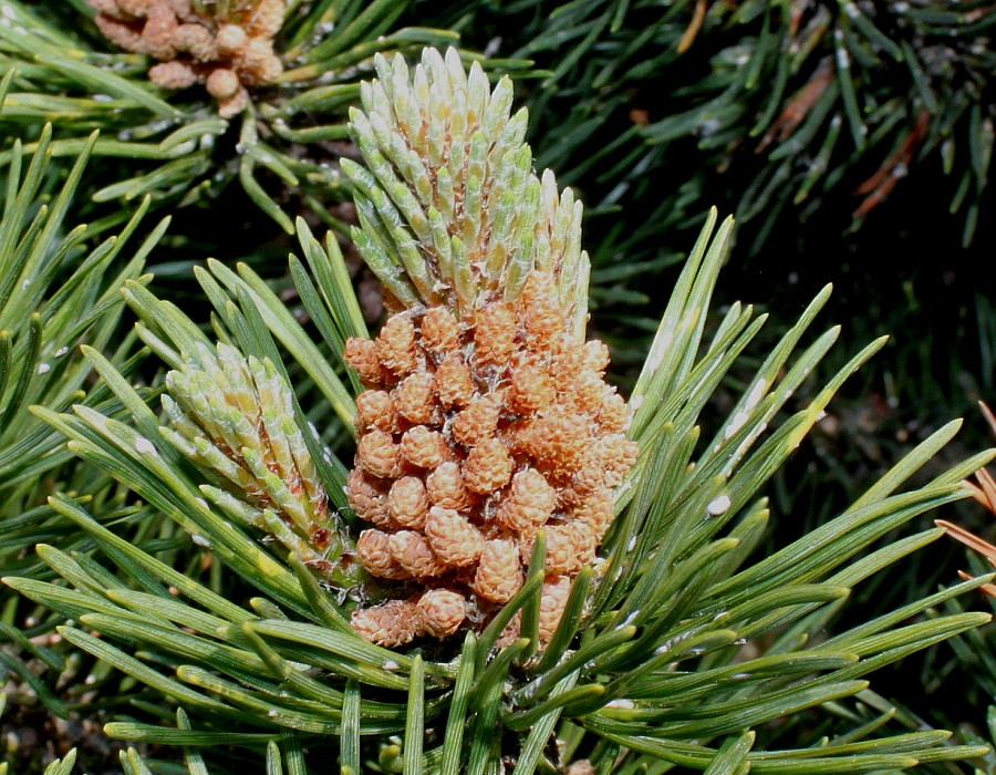 Изображение особи Pinus mugo.