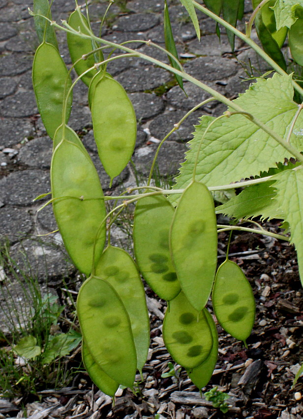 Image of Lunaria rediviva specimen.