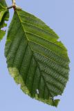 Alnus подвид rugosa