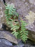 Polypodium vulgare