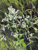 Lepidium latifolium. Верхушка расцветающего растения. Челябинская обл., Кизильский р-н, заповедник Аркаим. 30.06.2015.