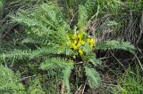 Astragalus chlorodontus