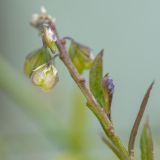 Polygala amarella